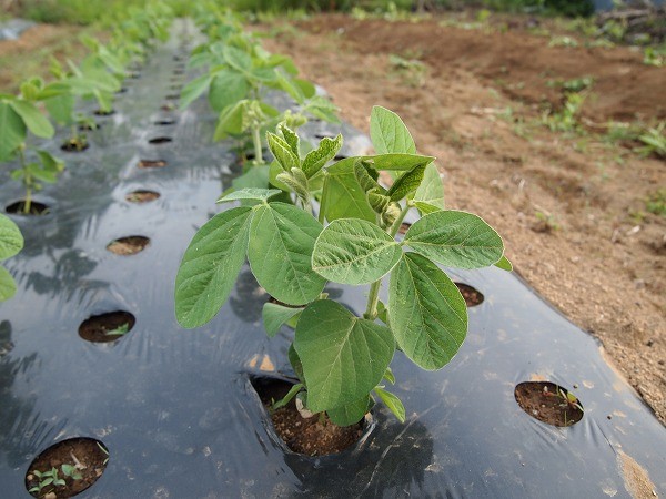 大豆を作る予定の「鶴の子大豆」をピンチ（摘心） | 家庭菜園日記 －東京の畑－